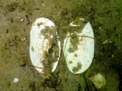 California Sunset Clam thumbnail 3