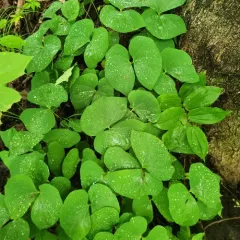 twinleaf thumbnail 2