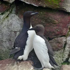Thick-billed Murre thumbnail 3