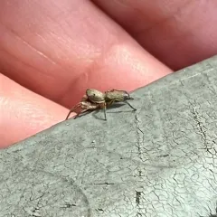 Thick-spined Jumping Spider thumbnail 4