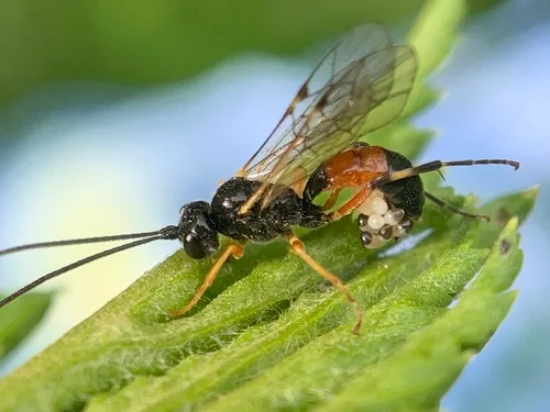 Polyblastus varitarsus