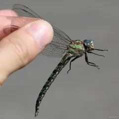Cyrano Darner thumbnail 3