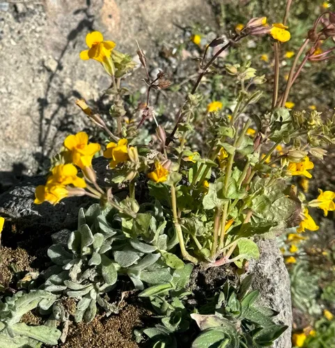 Yellowstone Monkeyflower