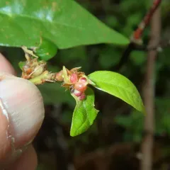 Dryocosmus juliae thumbnail 3