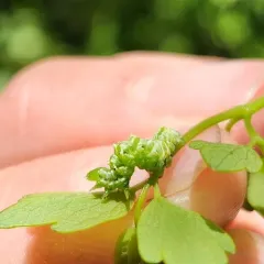 Straight-lined Looper Moth thumbnail 2