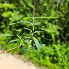 Purple Willow thumbnail 3