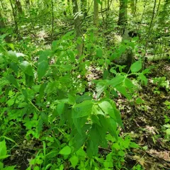 American gromwell thumbnail 4