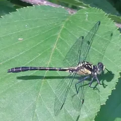 Southern Pygmy Clubtail thumbnail 1