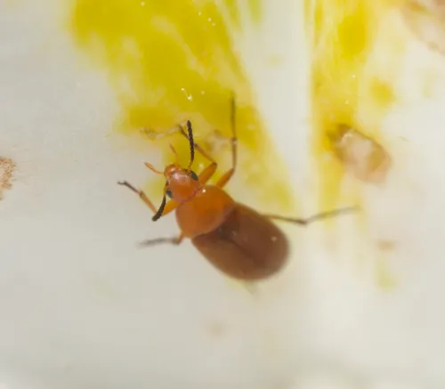 False Flower Beetle