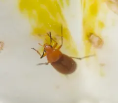 False Flower Beetle thumbnail 1