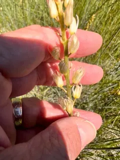 Large-flowered Rushlily thumbnail 3