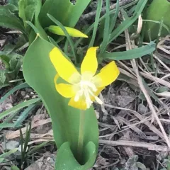 Glacier Lily thumbnail 2