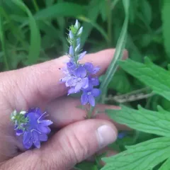 Broadleaf Speedwell thumbnail 2