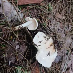 Spotted Collybia thumbnail 4