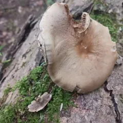 Poplar Fieldcap thumbnail 2