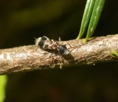 Microclytus compressicollis thumbnail 4