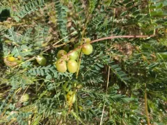 Rogue River Milkvetch thumbnail 2