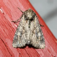 Small Clouded Brindle thumbnail 4