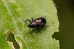 Tyloderma nigrum thumbnail 3