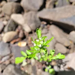 Pennsylvania Bittercress thumbnail 4