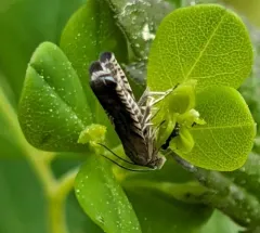 Three-lined Grapholita Moth thumbnail 3