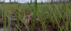 Mackenzie River Yellowcress thumbnail 2