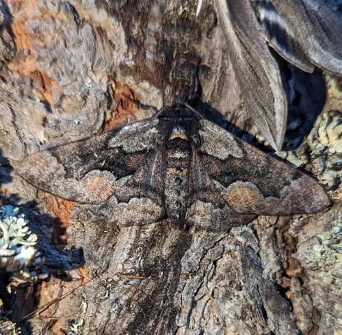 Phaeoura mexicanaria
