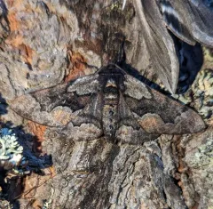 Phaeoura mexicanaria thumbnail 1