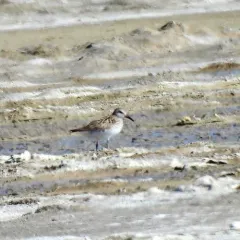 White-rumped Sandpiper thumbnail 4