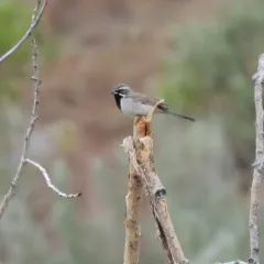 Black-throated Sparrow thumbnail 4