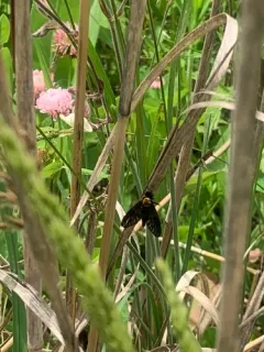 Chrysopilus davisi thumbnail 3