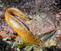 Ribbon Prickleback thumbnail 4