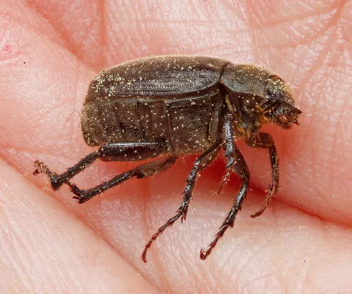 Diplotaxis sordida