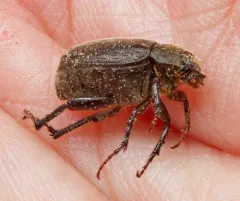 Diplotaxis sordida thumbnail 1
