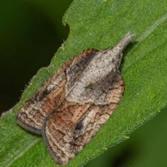 Tufted Apple Bud Moth thumbnail 4