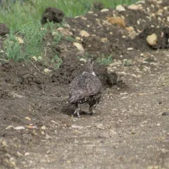 Greater Sage-Grouse thumbnail 3