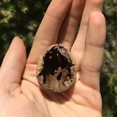 Persian walnut thumbnail 2