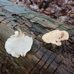 Elegant Polypore thumbnail 3