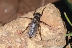 Lasiopogon fumipennis thumbnail 4