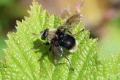 Harvey's Pond Fly thumbnail 3