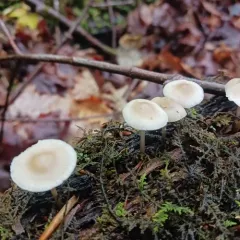 common bonnet thumbnail 5