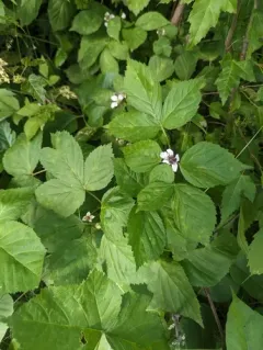Yankee Blackberry thumbnail 3