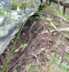 Dewey's sedge thumbnail 3