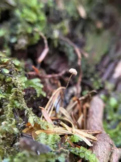 Paragymnopus sublaccatus thumbnail 2