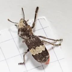 Red-bellied Clerid thumbnail 2