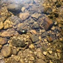 Grooved Fingernailclam thumbnail 4