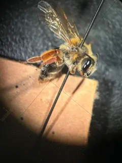 Commodius Miner Bee thumbnail 3