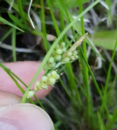 Elk Sedge thumbnail 4