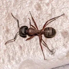 Bicolored Carpenter Ant thumbnail 2