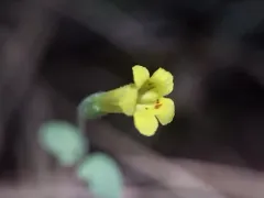 Pulsifer's Monkey-Flower thumbnail 3